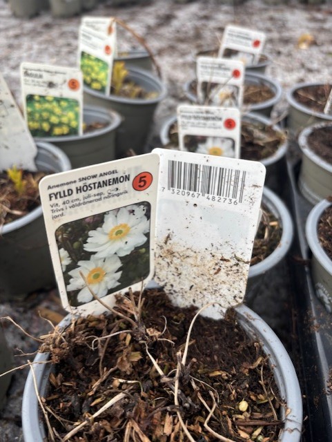 Perenn 5 - Fylld höstanemon SNOW ANGEL etikett med vita blommor, omgiven av krukor.