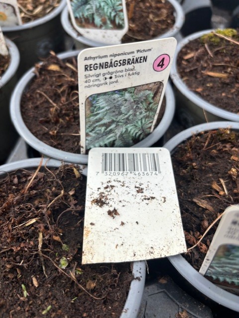 Närbild av Perenn 4 - Regnbågsbräken PICTUM krukväxt med etikett och streckkodsetikett.