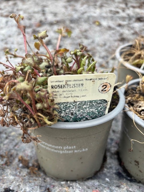 En liten plastkruka med vissna BEACON SILVER Rosenplister och en Perenn 2-etikett.