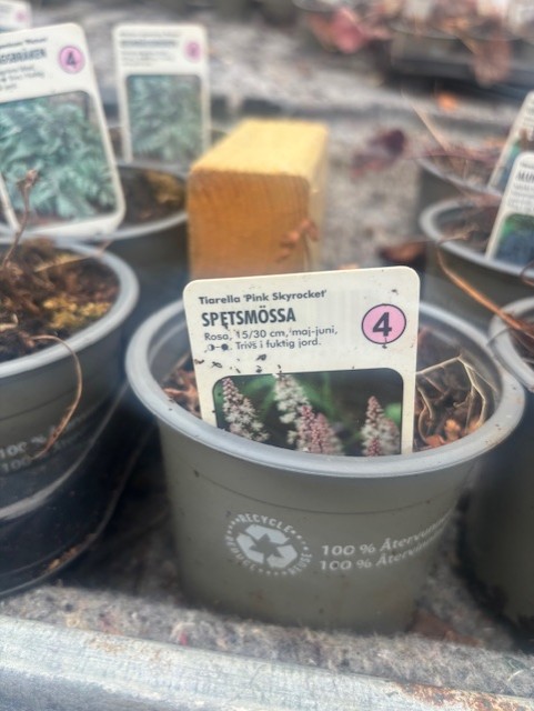 Perenn 4 - Spetsmössa PINK SKYROCKET växtkruka med foto av rosa blommor och skötselråd.