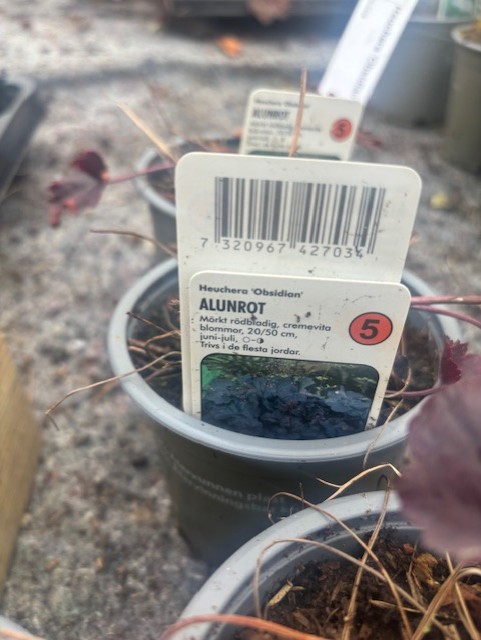 En växtkruka märkt Perenn 5 - Alunrot OBSIDIAN med skötselråd på svenska.