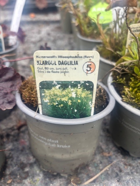 En kruka märkt "Perenn 5 - Klargul daglilja FLAVA" för gula dagliljeblommor på svenska.