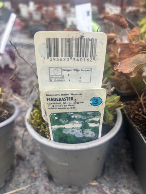 Växtetikett för Perenn 3 - Fjäderaster MADIVA i liten kruka, med vita prästkrageliknande blommor.