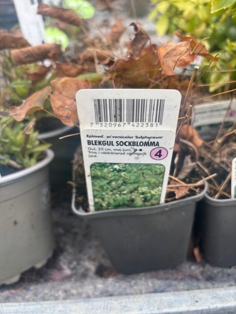 En Perenn 4 - Blekgul sockblomma SULPHYREUM kruka med foto och skötselråd på etiketten.