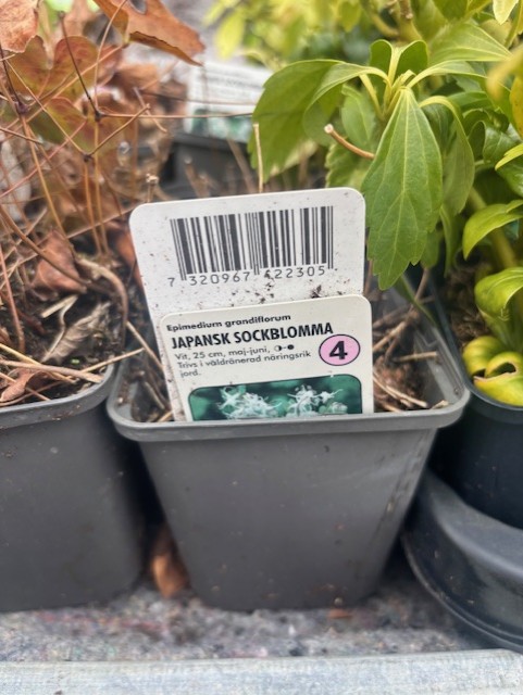 Perenn 4 - Japansk sockblommakruka med etikett, omgiven av andra växter.