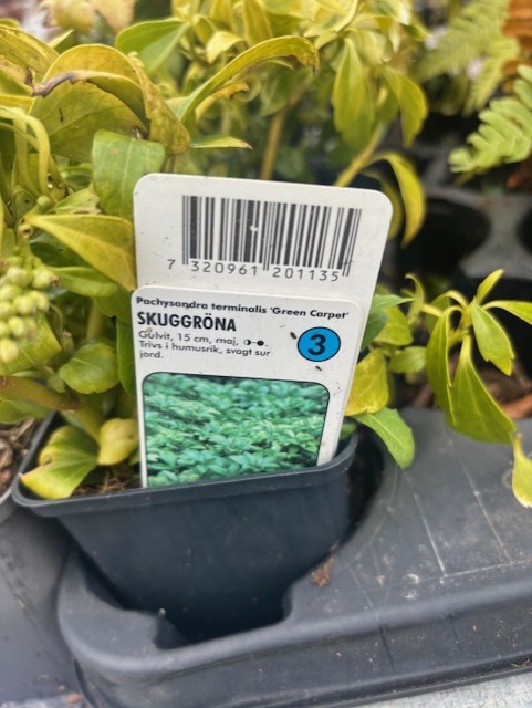 Växtetikett för Perenn 3 - Skuggröna GREEN CARPET med skötselråd, bland gröna blad.