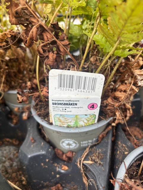 En Perenn 4 - Bronsbräken-växt med streckkod bland bruna och gröna blad i en kruka.
