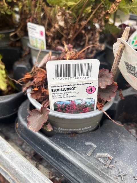 En krukväxt Perenn 4 - Blodalunrot SMEDSBERGET med rödaktiga blad och streckkodsetikett.