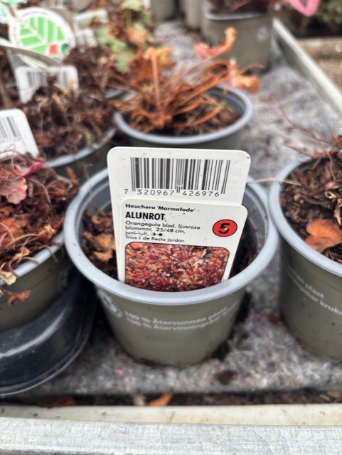 En Perenn 5 - Alunrot MARMALADE kruka med rödaktiga blad och en tysk vårdlapp.