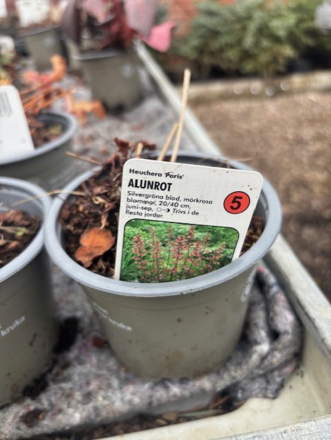 Perenn 5 - Alunrot PARIS krukan har en etikett med bild och odlingsinformation.