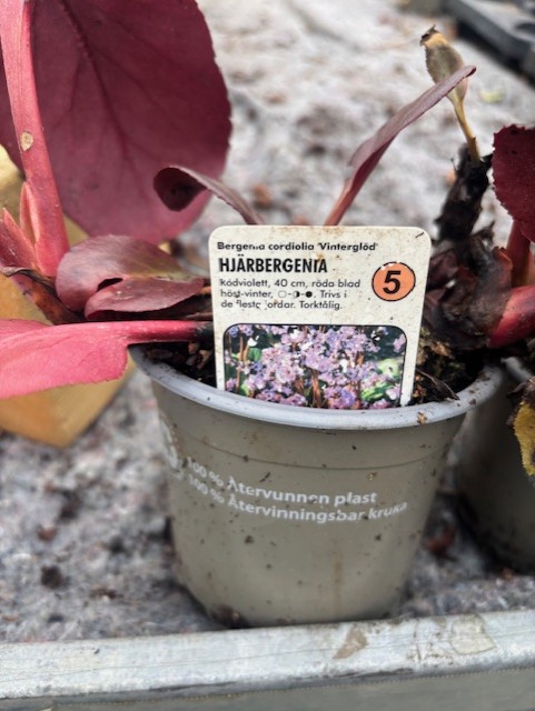 A Perenn 5 - Hjärbergenia VINTERGLÖD med svensk vård- och funktionsetikett.
