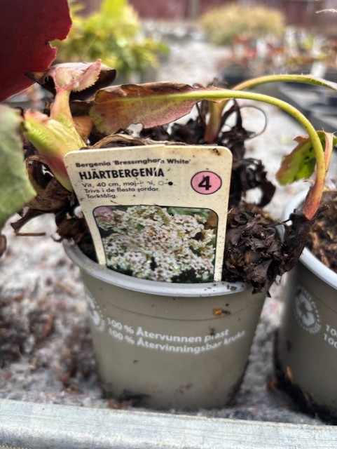 En Perenn 4 kruka märkt Hjärtbergenia BRESSINGMAN WHITE med foto av vita blommor.