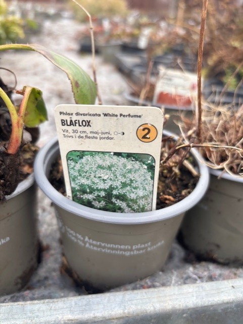 En växtkruka märkt Perenn 2 - Blåflox WHITE PERFUME med vita blommor och skötselråd.