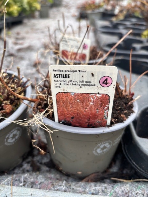 Perenn 4 - Astilbe ETNA i kruka med etikett med skötselråd och foto av växten.
