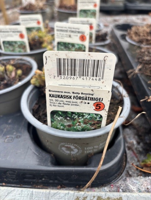 En blomkruka märkt "Perenn 5 - Förgätmigej BETTY BOWRING" på svenska.