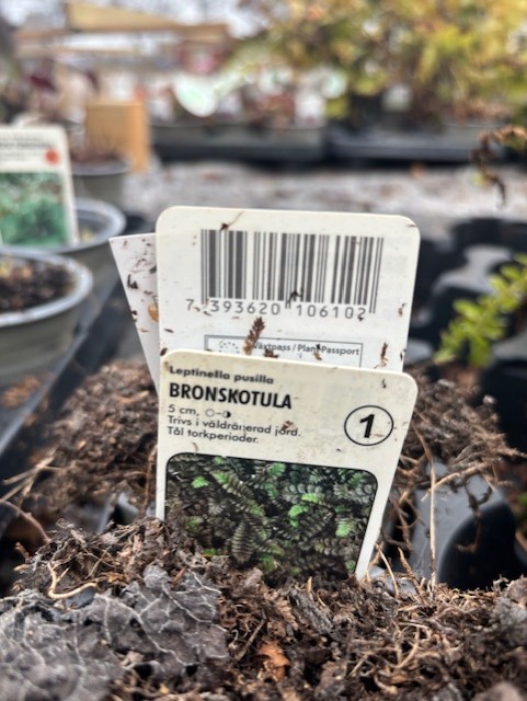 Perenn 1 - Bronskotula växtens etikett delvis begravd i jord, närbild.