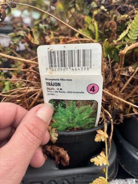 Hand som håller i en etikett för Perenn 4 - Träjon ormbunke i svart kruka.