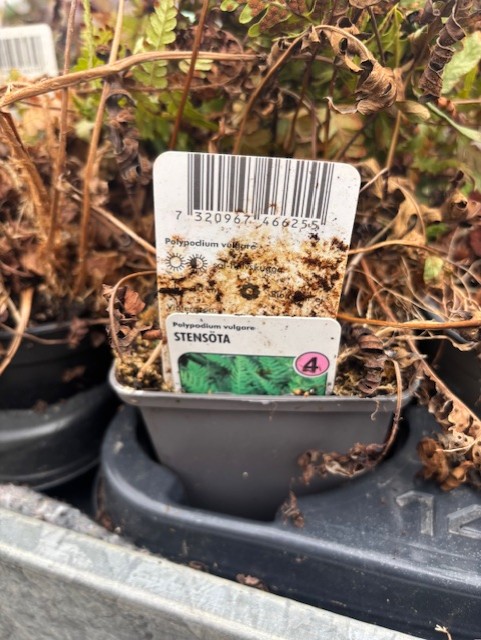 En Perenn 4 - Stensöta växtkruka med etikett och streckkod, omgiven av torkade blad.