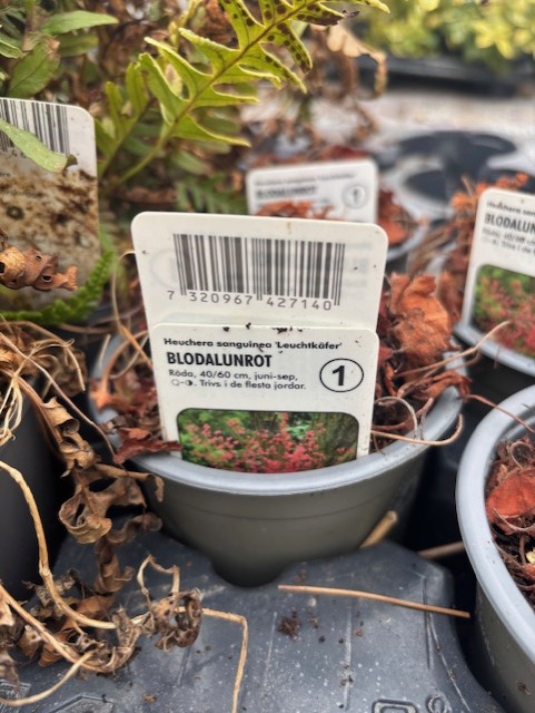 Närbild av en växtetikett i en kruka som visar Perenn 1 - Blodalunrot LEUCHTKÄFER och skötselinformation.