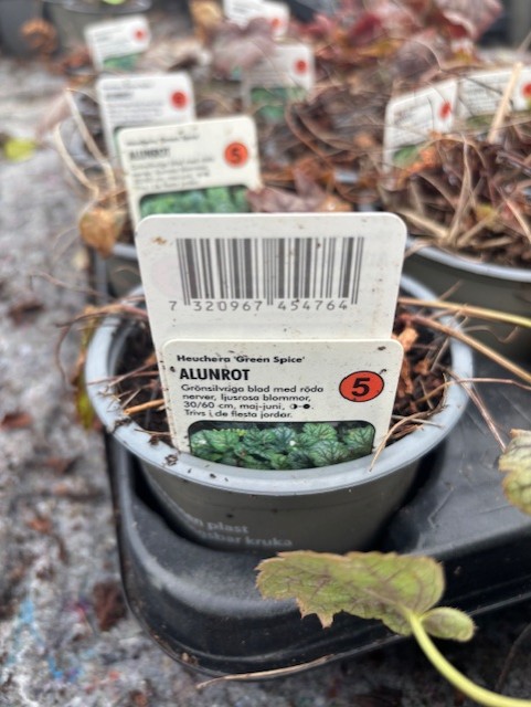 Krukväxt märkt Perenn 5 - Alunrot GREEN SPICE med streckkod och röd siffra 5.