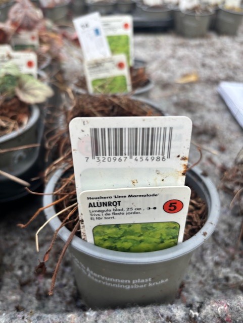 Närbild av en Perenn 5 - Alunrot LIME MARMALADE-etikett i en grå kruka med jord.