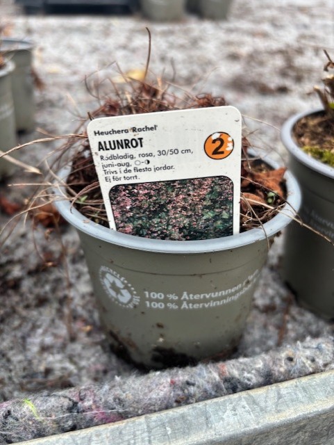 Växtkruka märkt Perenn 2 - Alunrot RACHEL med skötselråd och växtfoto.