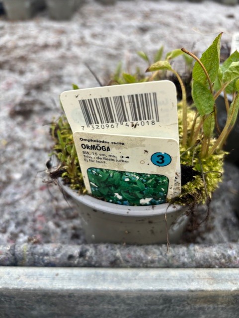 Perenn 3 - Ormöga, en liten krukväxt med grönt bladverk och streckkod.