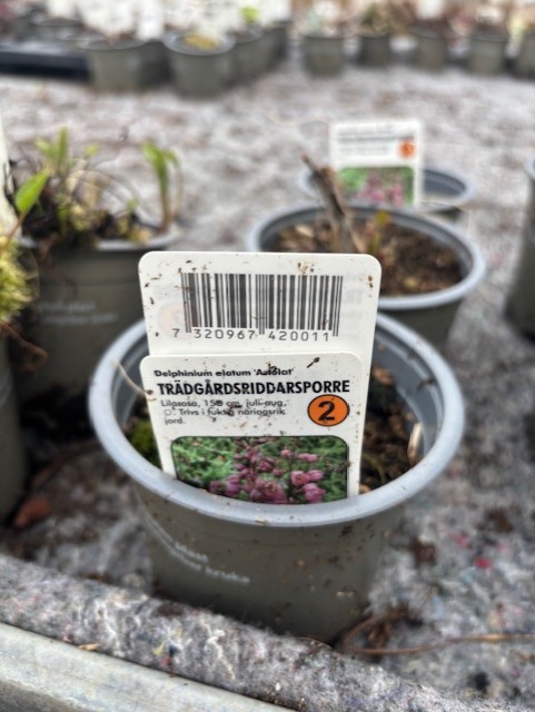 En Perenn 2 - Trädgårdsriddarsporre kruka med ett foto av lila blommor.