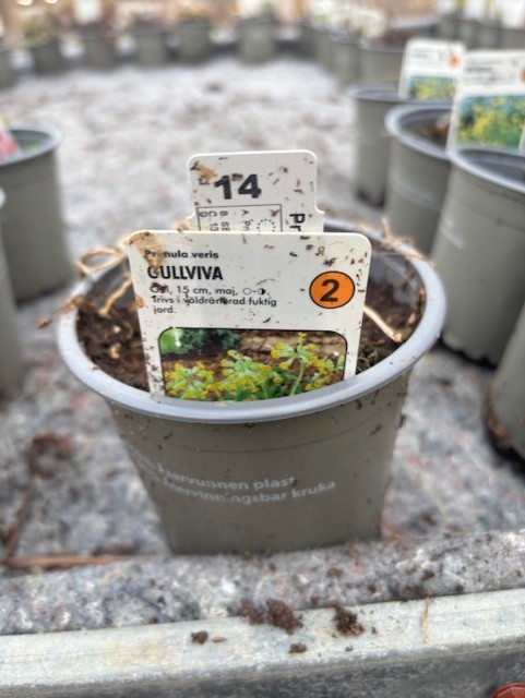 Grå Perenn 2 - Gullviva växtkruka med skötselråd och jord inuti.