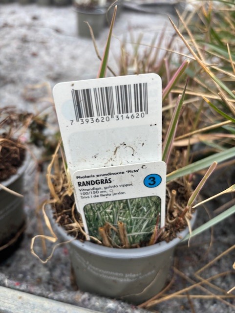 En krukväxt Perenn 3 - Randgräs PICTA med etikett och streckkod, bland andra krukväxter.