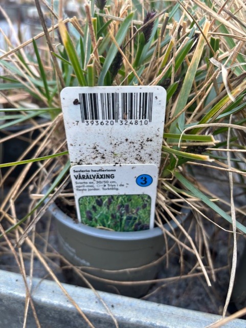 Perenn 3 - Vårälväxing-etikett i liten kruka med streckkod, bland grönt och brunt gräs.