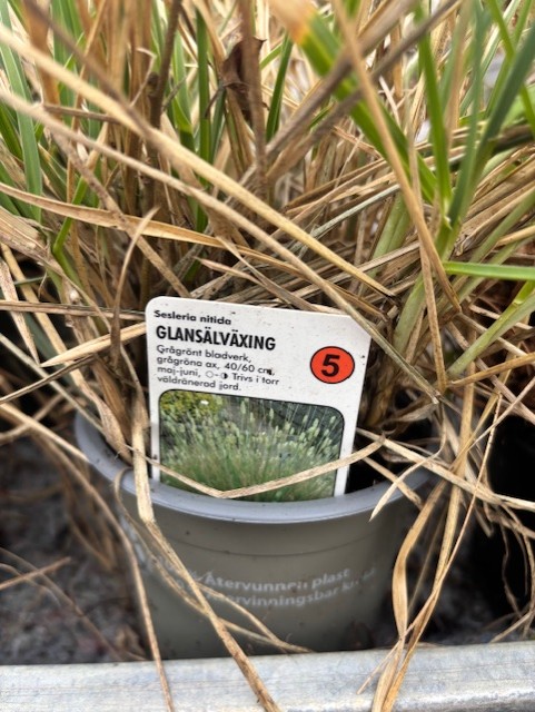 En kruka märkt Perenn 5 - Glansälväxing med skötselråd på svenska.