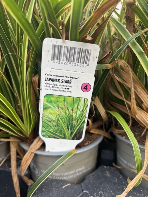 Närbild av en etikett för Perenn 4 - Japansk starr ICE DANCE med gröna gräsliknande växter.
