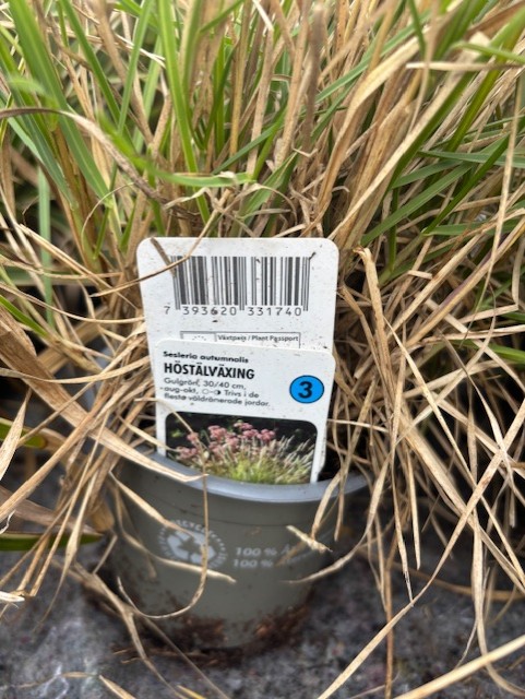 En liten Perenn 3 - Höstälvväxing i kruka bland högt gräs.