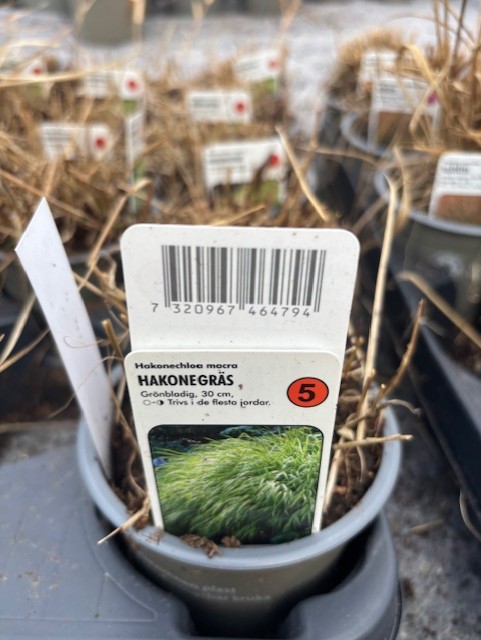En växtkruka märkt Perenn 5 - Hakonegräs med en bild av grönt gräs och en streckkod.