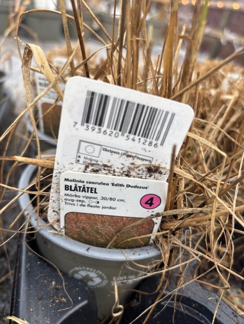 Närbild av en Perenn 4 - Blåtåtel EDITH DUDSZUS kruka med torkade grässtänglar och etikett.