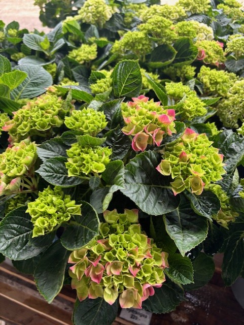 Hydrangea Mophead Hortensia med gröna blommor, rosa kanter och frodiga gröna blad på display.