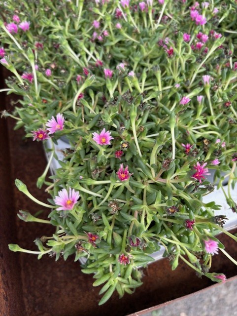 Delosperma Lido Pink har gröna blad och små prästkrageliknande rosa och lila blommor.