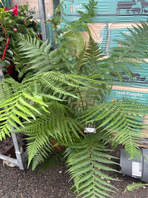 Dicksonia antarctica 100cm med fjäderlika blad som ställs ut framför trädgårdsmaterial och väskor.