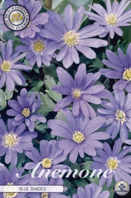Anemonen Blanda Blue Shades x20 i full blom, lila-blå blommor med grönt bladverk.
