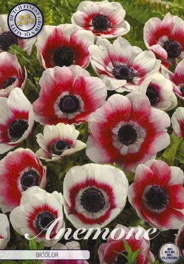 Anemonen Cor. Bicolor x20: vita och röda blommor med mörk mitt bland grönt bladverk.