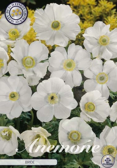Anemonen Cor. Bride x20 i blom med gula blommor i bakgrunden.