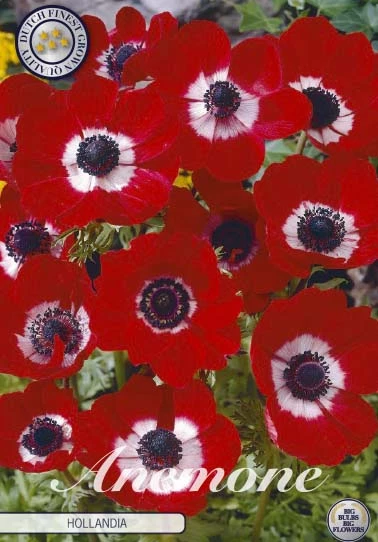 Anemonen Cor. Hollandia x20: ljusröda blommor med mörka centra och vita glorier för din trädgård.