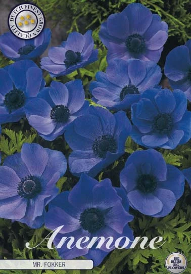 Anemonen Cor. Mr Fokker x20: livligt blå blommor med gröna bladverk i bakgrunden.