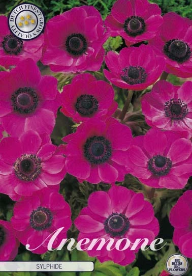 Anemonen Cor. Sylphide x20: ljusrosa blommor med grönt bladverk i bakgrunden.