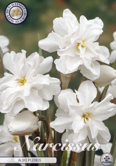 Narcis Botanical Albo Plenus x5: vita, dubbelblommiga blommor med gröna knoppar.