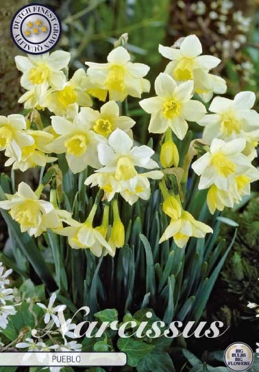 Narcis Botanical Pueblo x7 har gula och vita blommor för trädgårdsmiljöer.