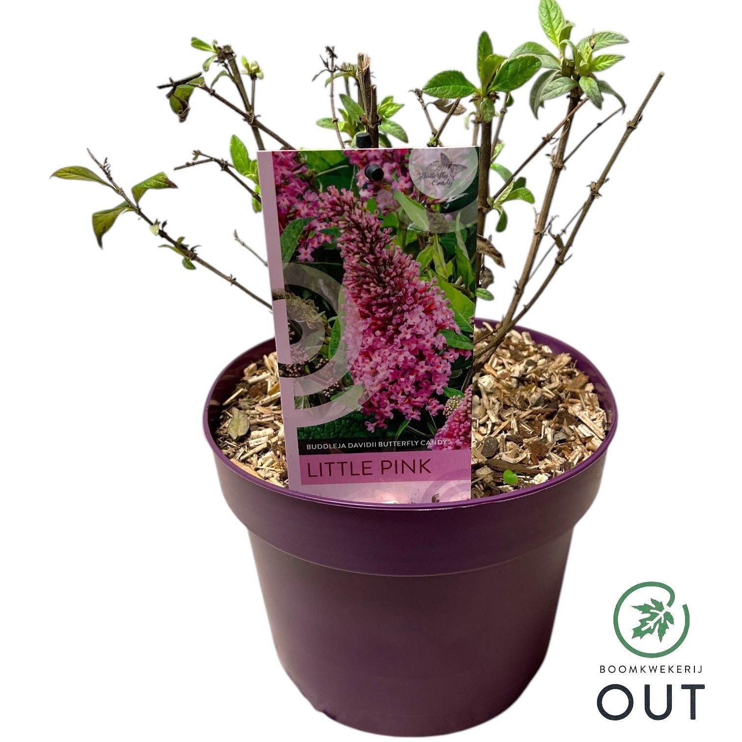 Fjärilsbuske Candy little pink i kruka med skötselråd och träspånsmull.