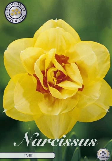 Narcis Double Tahiti x5 blommor i full blom med skiktade kronblad och grön bakgrund.