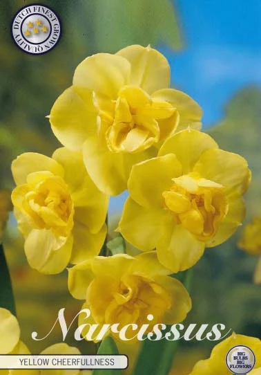 Narcis Double Yellow Cheerfulness x5-blommor ger ljus färg till alla trädgårdar.
